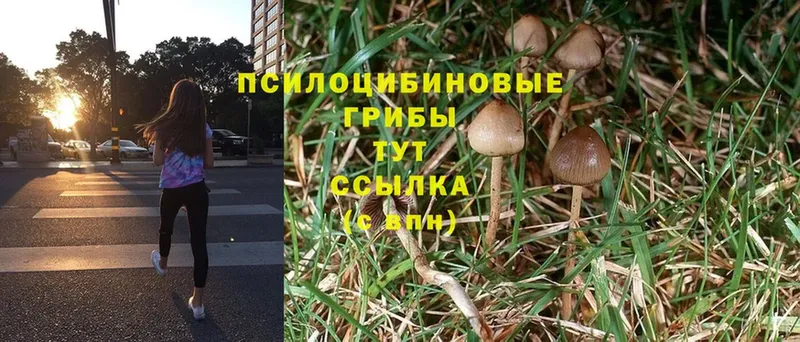 Псилоцибиновые грибы Psilocybe  Инсар 